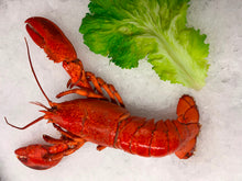 Load image into Gallery viewer, Cooked Wild Caught Lobster 500-600g Wholesale
