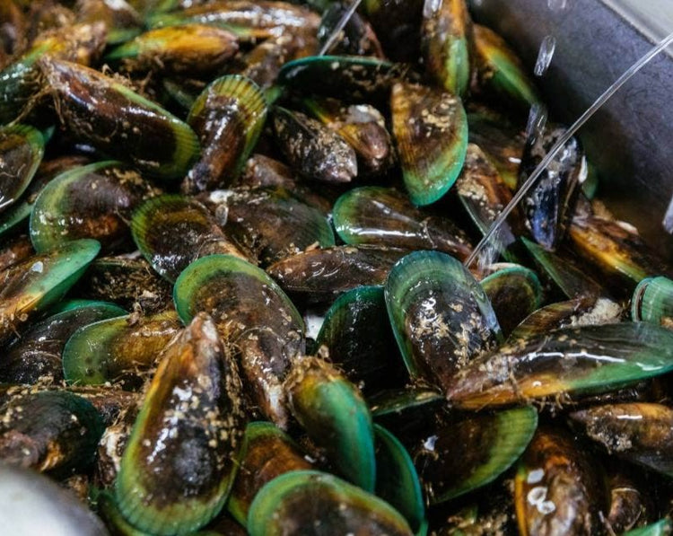 Live Greenshell Mussels